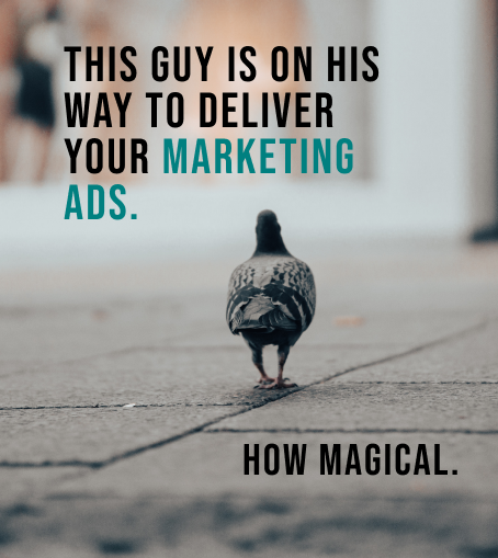 TDC DigitalMarketing Pigeon